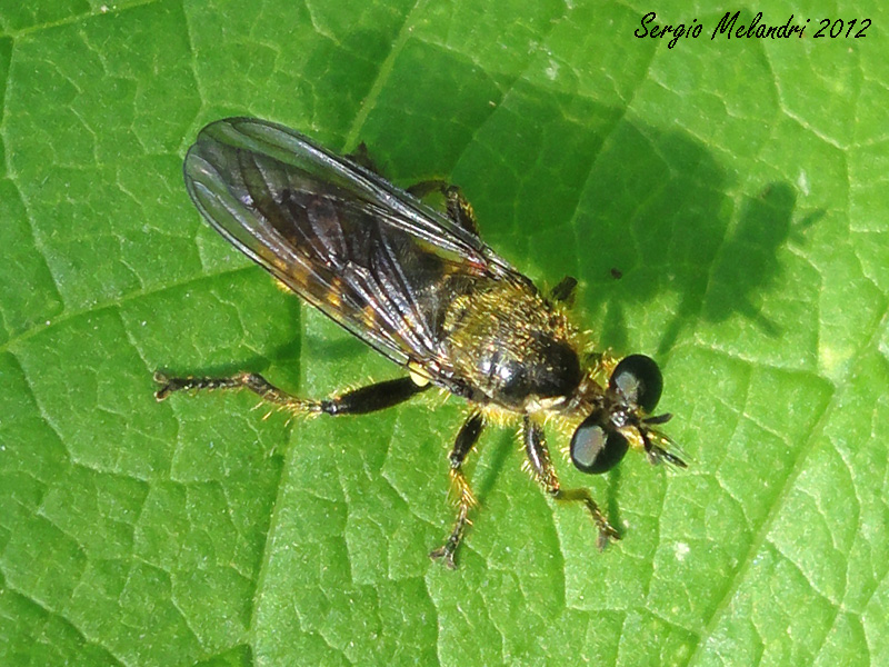 Identificazione